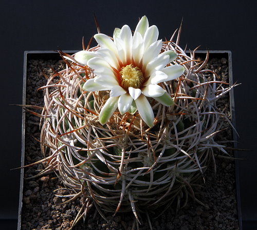 G. castellanosii subsp. ferocius