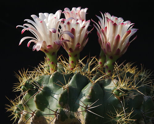 Gymnocalycium matoense VoS 288