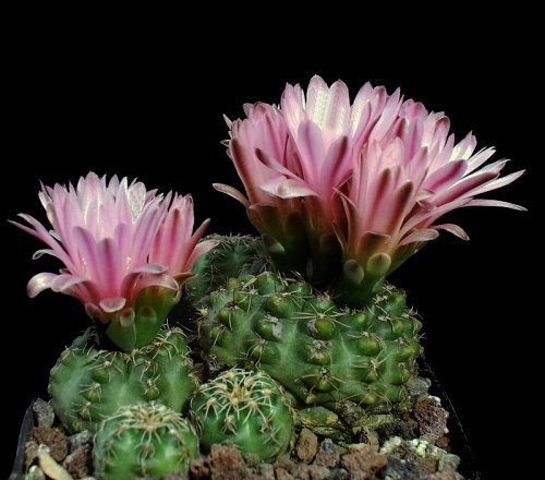 G. bruchii var. brigittae P 214