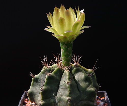 Gymnocalycium mihanovichii VoS 280