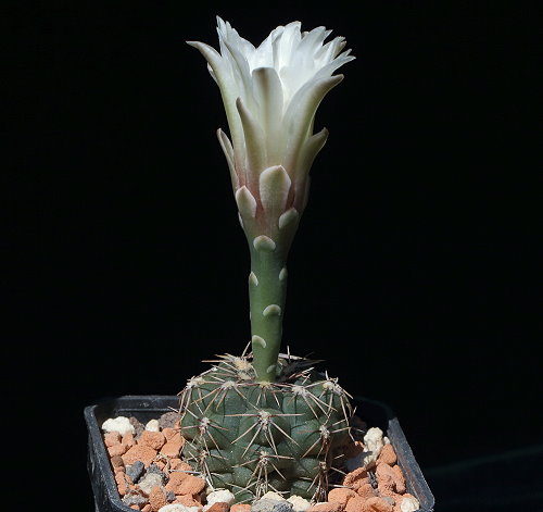 G. taningaense subsp. fuschilloi 
GN 337-1145