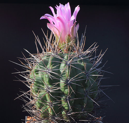 Gymnocalycium horridispinum