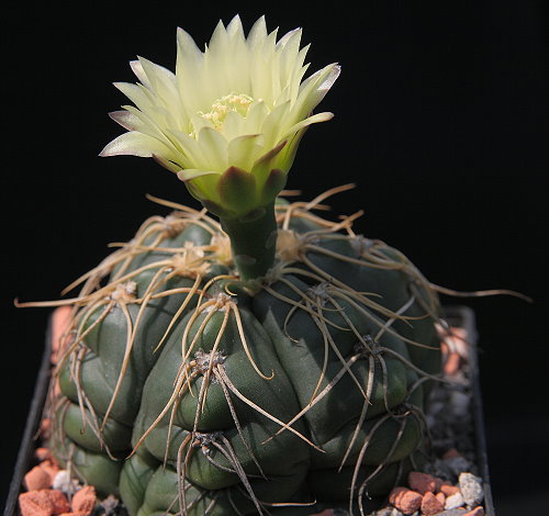 G. denudatum subsp. necopinum PR 876