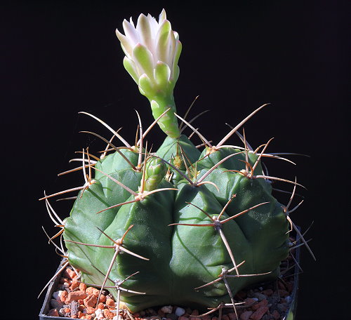 G. griseo-pallidum L 368