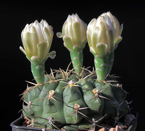 Gymnocalycium marsoneri WR 159