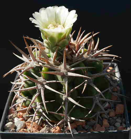 G. castellanosii subsp. ferocius VoS 858,
six year old seedling