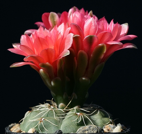 Gymnocalycium schreiteri RB 573