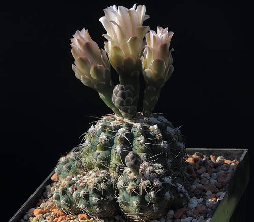 G. albiareolatum R 716