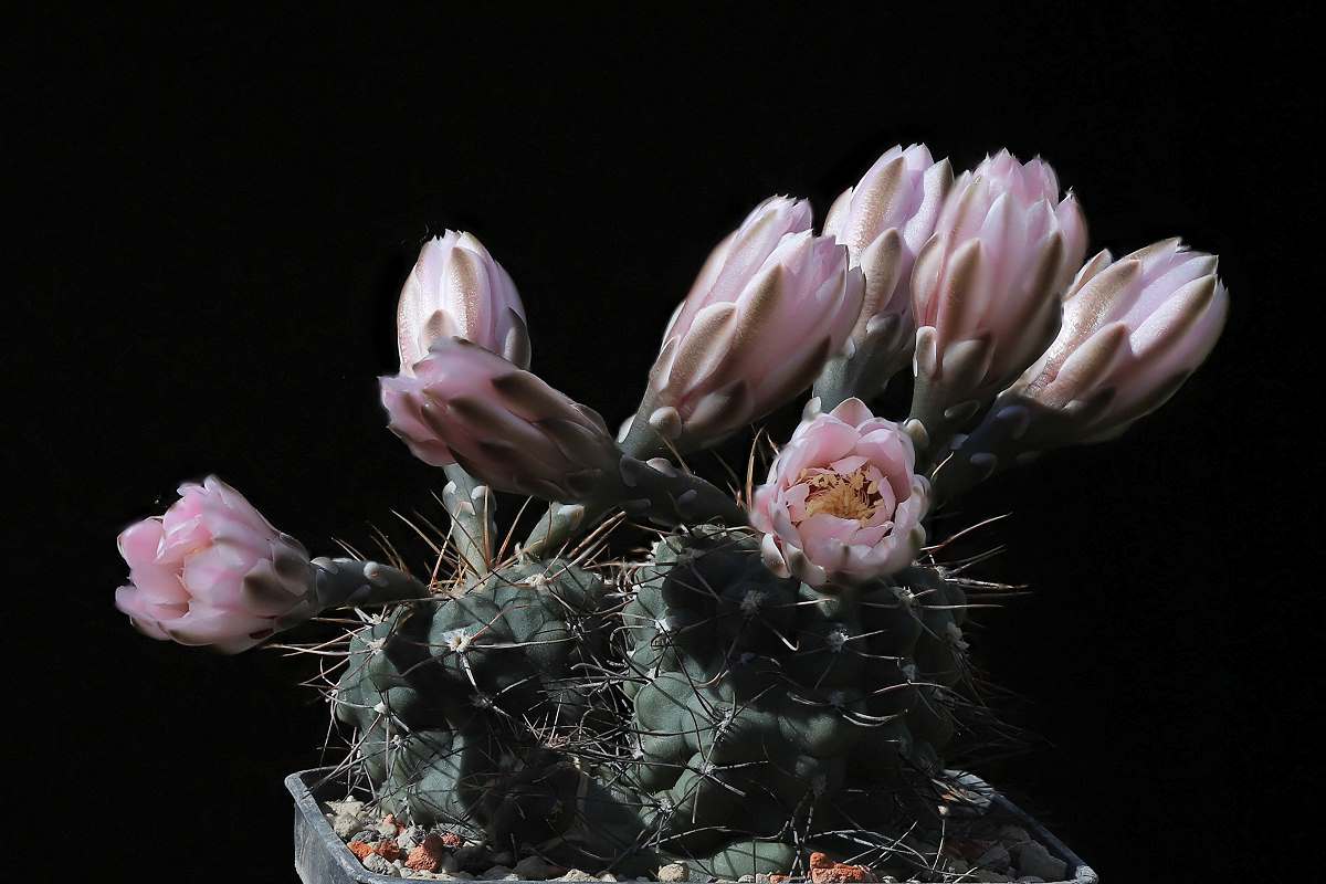 G. taningaense var. lukasikii VoS 181