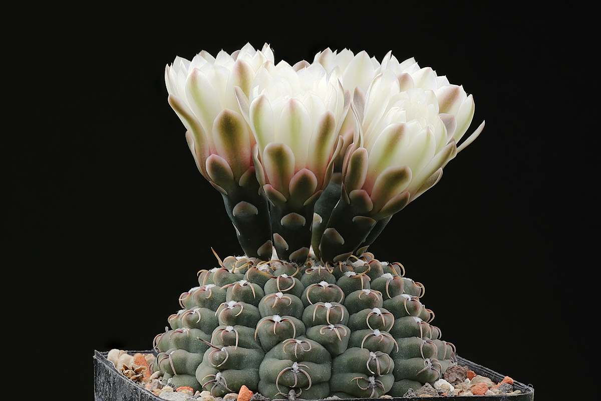 G. quehlianum VoS 697