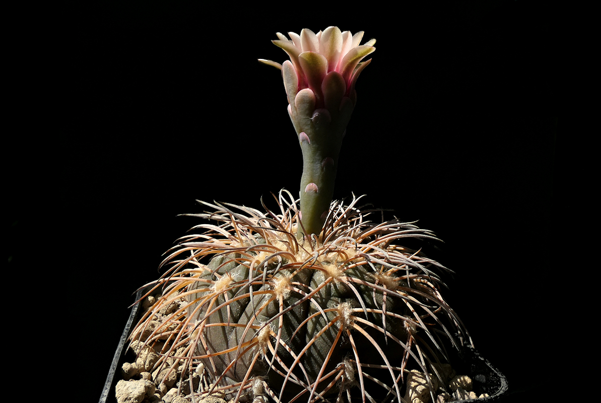 G. spegazzinii var. punillense VoS 1694