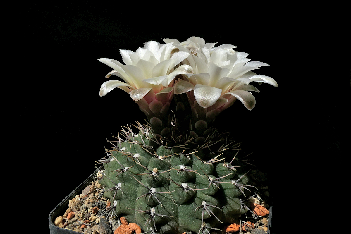 G. quehlianum VoS 1307