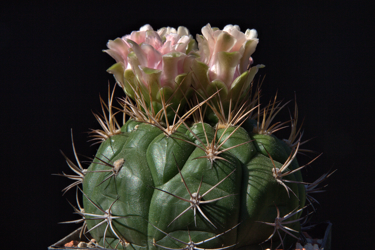 G. zegarrae var. riograndense VoS 509