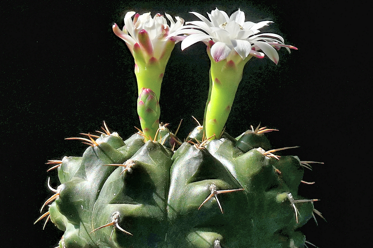 G. multiproliferum VoS 283
