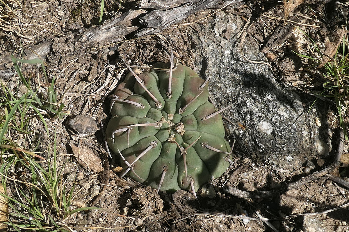 G. ochoterenae var. vatteri VoS 3595