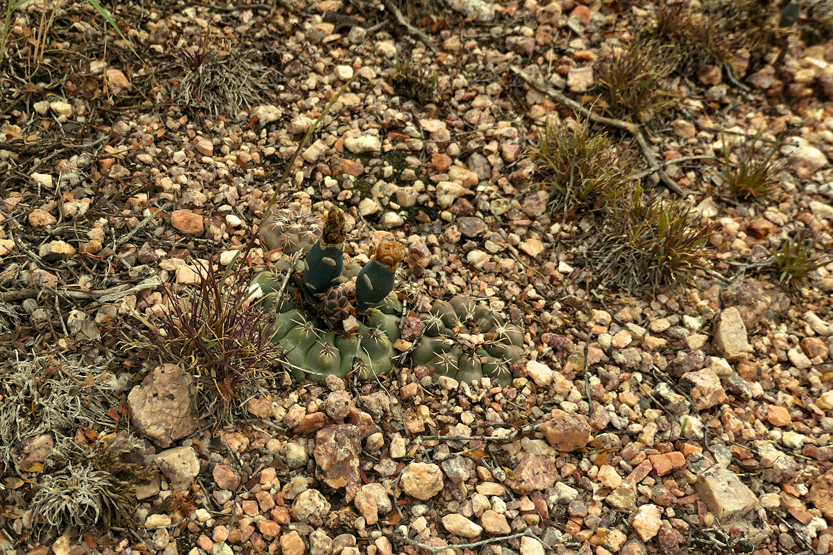 G. albiareolatum VoS 3499