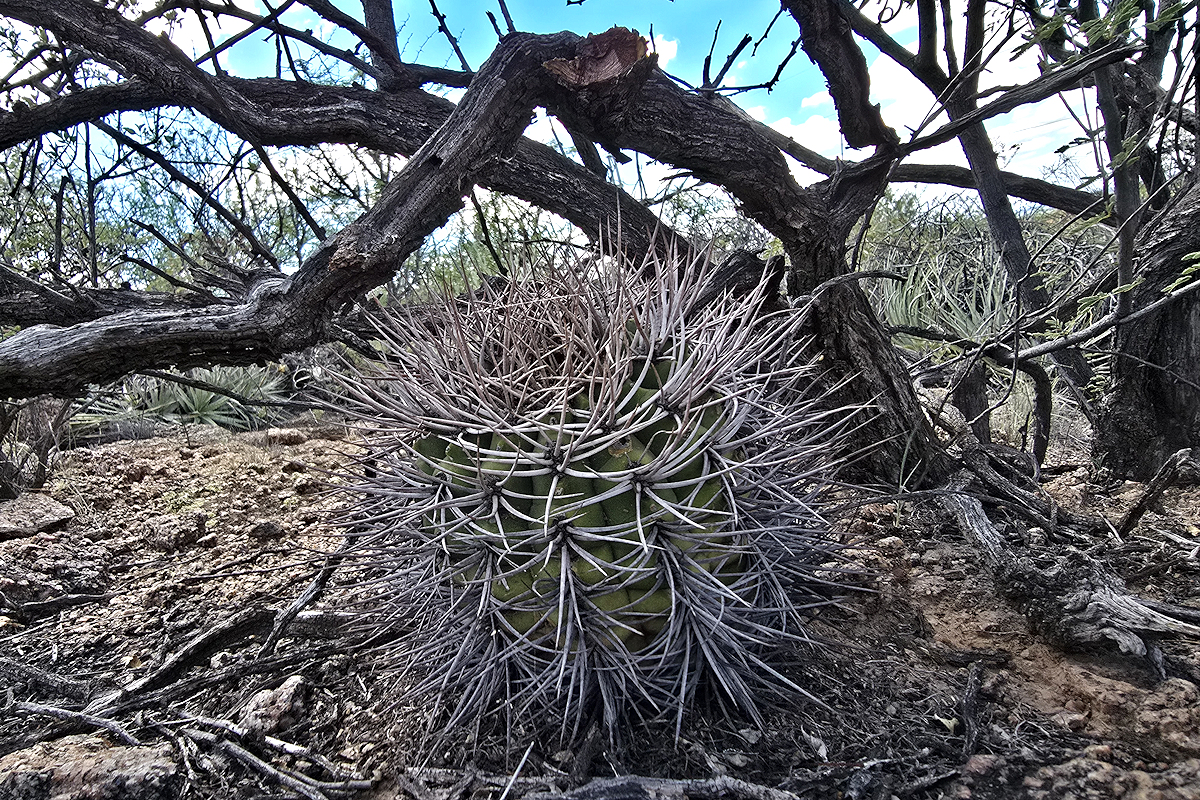 G. coloradense VoS 3537