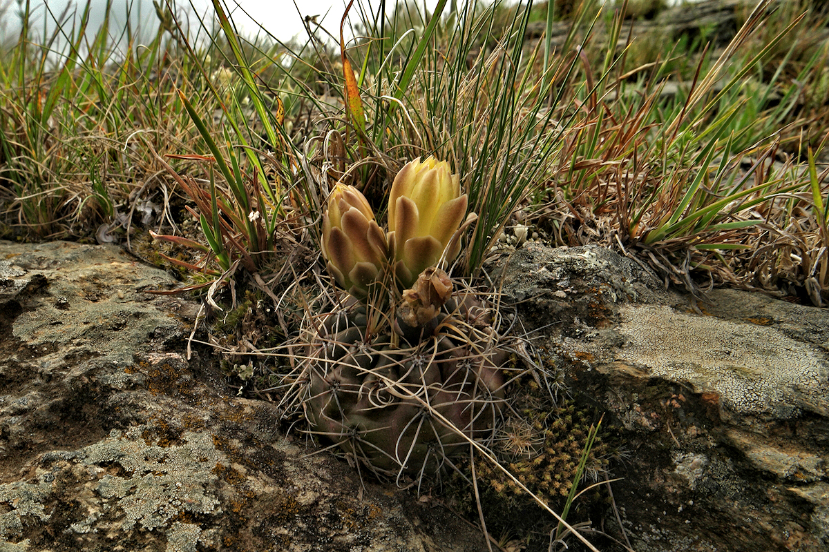 G. andreae VoS 2775