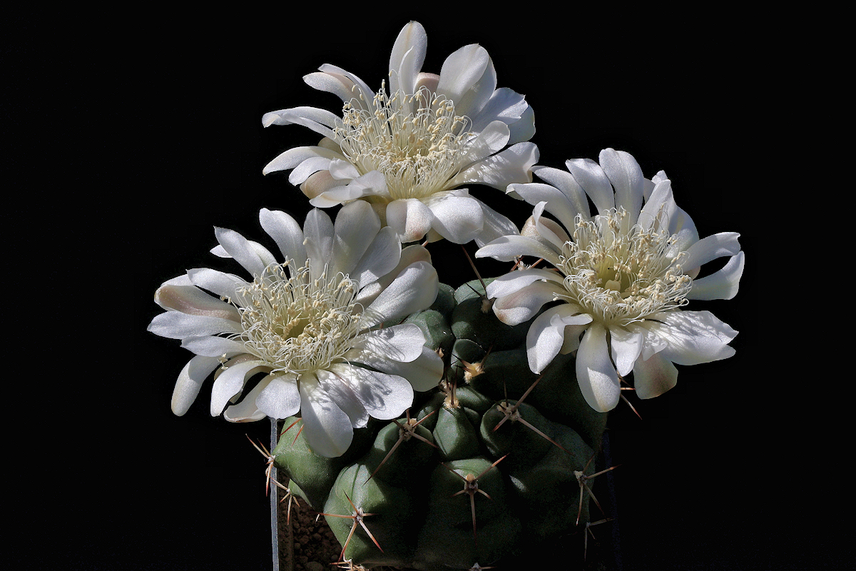Gymnocalycium pungens subsp. saladense VoS 3060