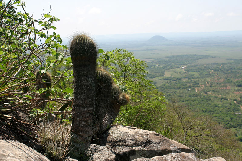 VoS 308 Notocactus schumannianus