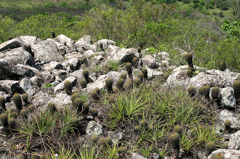 VoS 308 Notocactus schumannianus