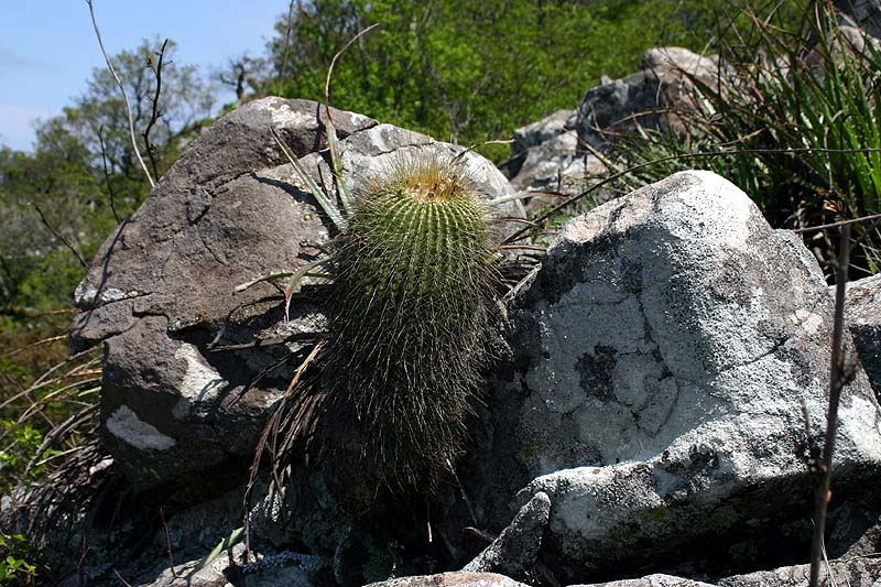 VoS 308 Notocactus schumannianus