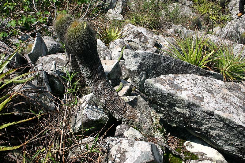 VoS 308 Notocactus schumannianus