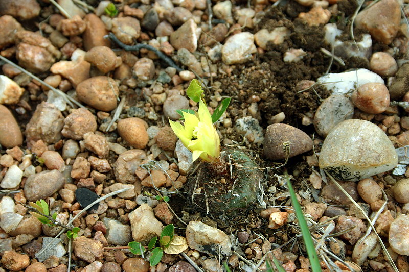 Frailea matoana VoS 292