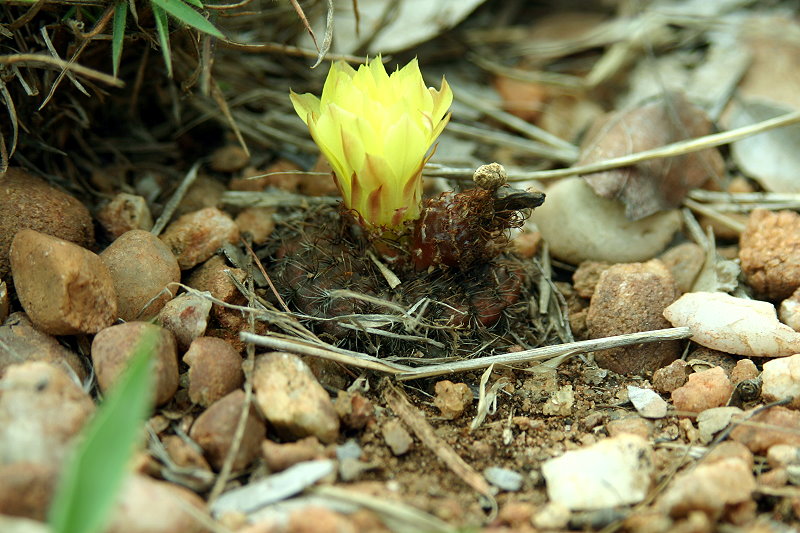 Frailea matoana VoS 292