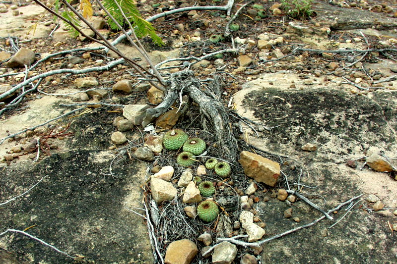 Frailea chiquitana VoS 43