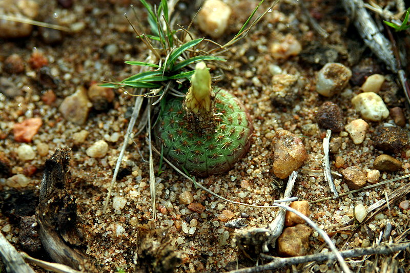 Frailea cataphracta