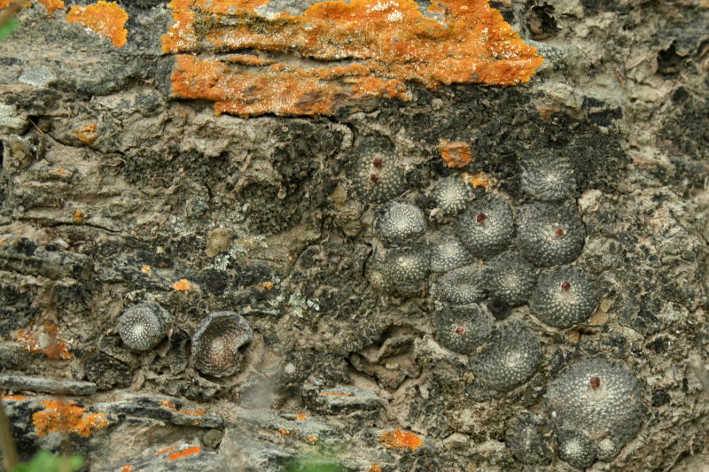 The genus Gymnocalycium