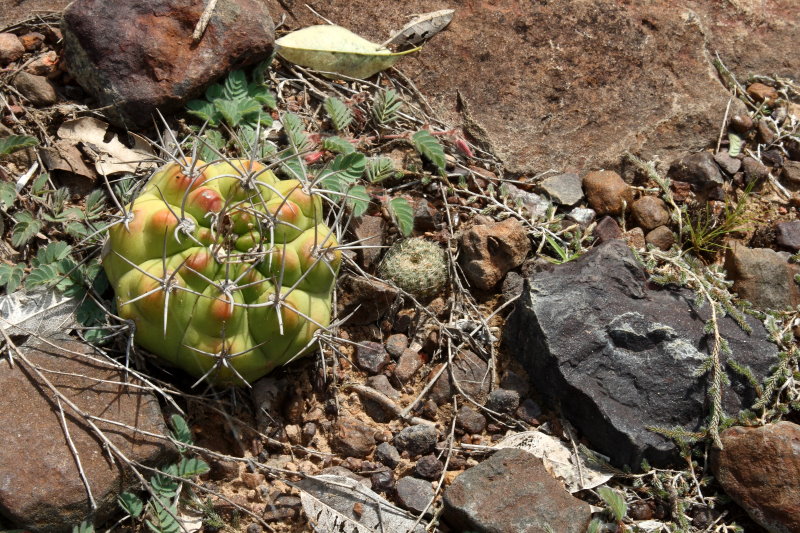 Frailea amerhauseri