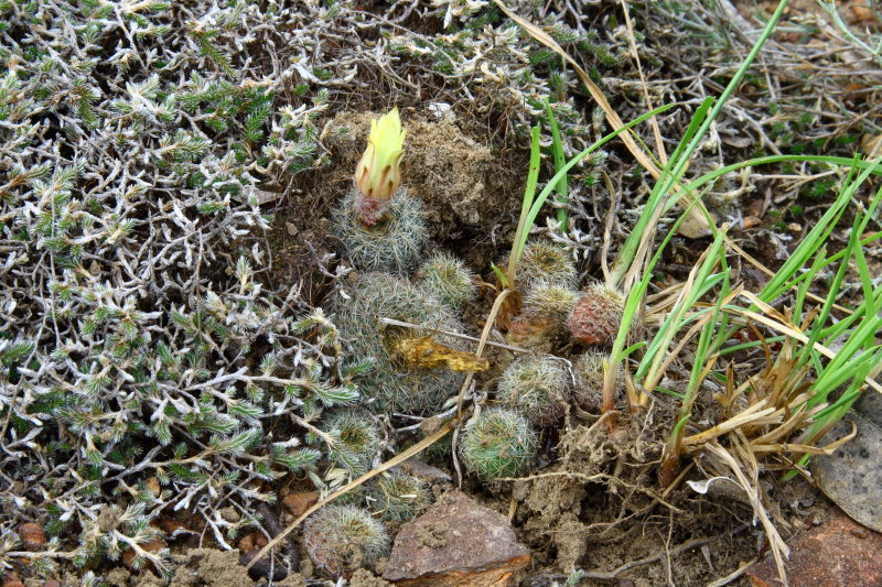 Frailea amerhauseri