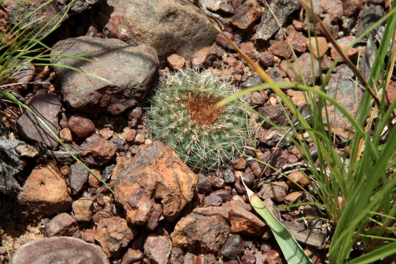 Frailea amerhauseri