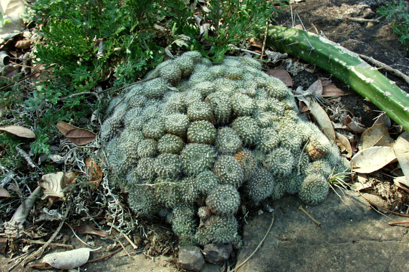 Frailea amerhauseri