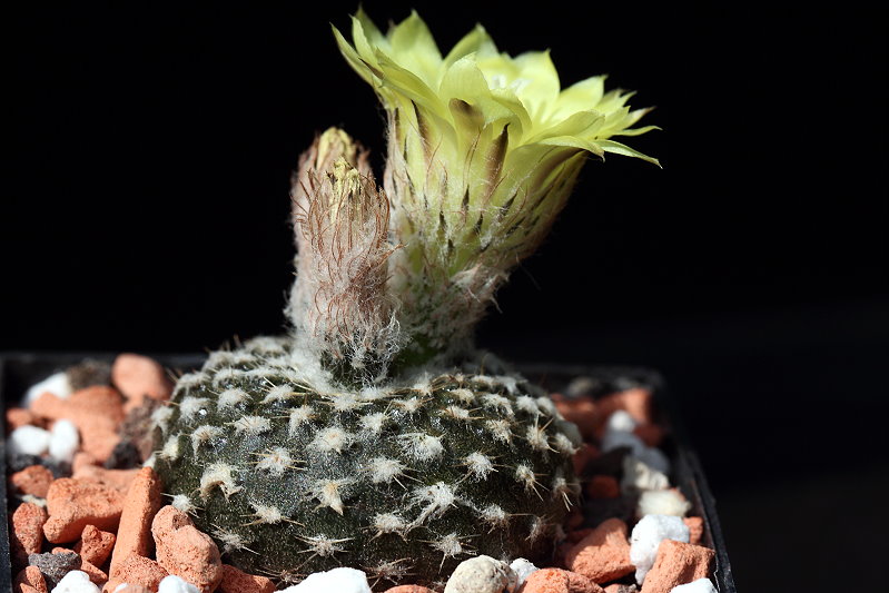 Frailea larae