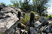 VoS 308 Notocactus schumannianus