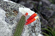 VoS 308 Cleistocactus paraguariensis