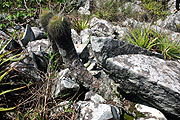 VoS 308 Notocactus schumannianus