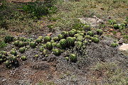 Echinopsis hammerschmidii VoS 324