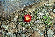 Parodia subterranea F. Ritter