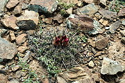 Parodia subterranea F. Ritter