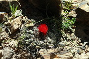 Parodia subterranea F. Ritter