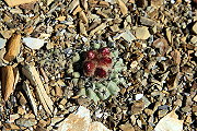 Parodia subterranea F. Ritter