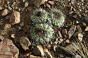 Parodia subterranea F. Ritter