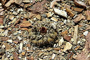 Parodia subterranea F. Ritter