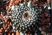 Frailea larae