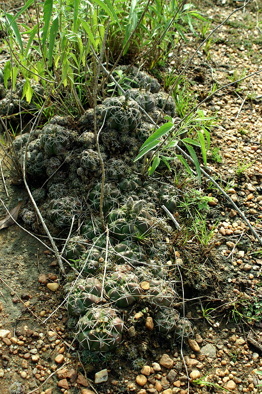 Gymnocalycium fleischerianum