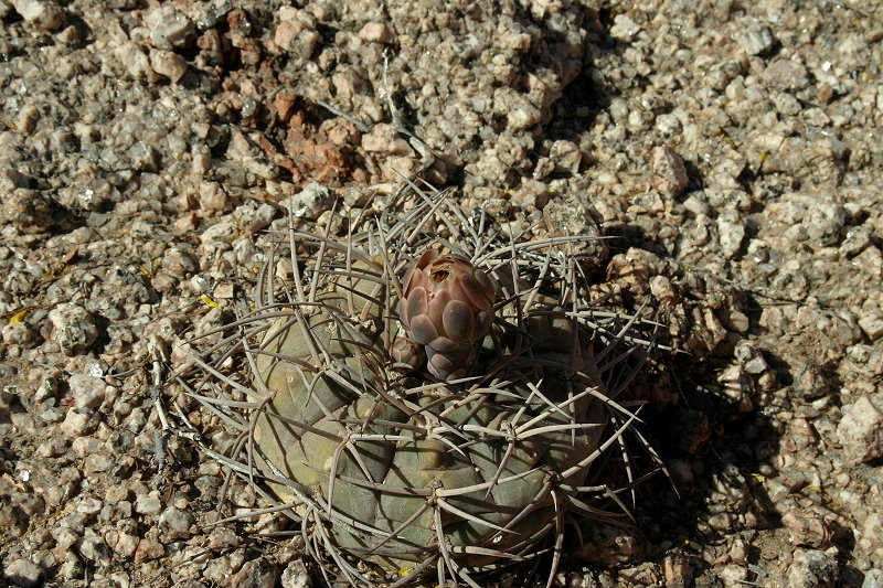 The genus Gymnocalycium